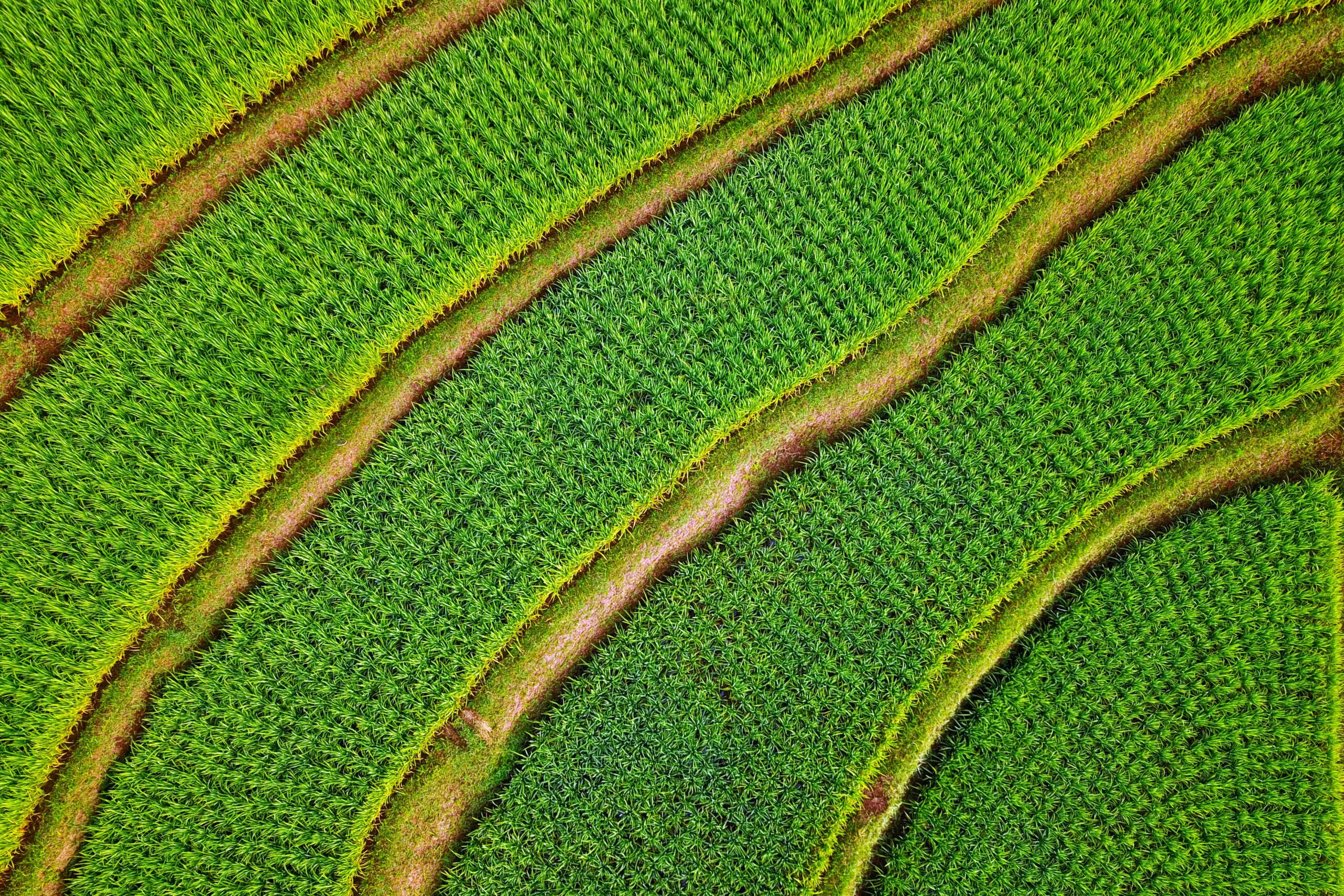 rice-fields-pexels-kevin-yung
